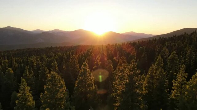 Aerial sunset over pine forest mountains: cinematic golden hour wilderness landscape drone sunrise