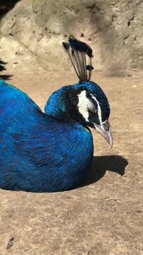 Sleeping male peacock resting on dry ground in nature animation video showing bright blue feathers
