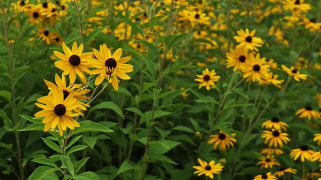 Bright yellow Rudbeckia flowers gently moving in light breeze. Closeup of blooming garden plants, colorful floral background.