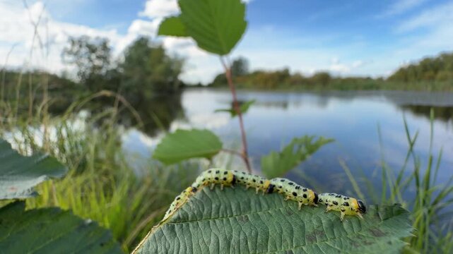 Sawfly larva on leaf by water: crop pest threat or macro nature footage