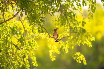 Common Hoopoe spotted in Yala National Park, Sri Lanka © Nipun
