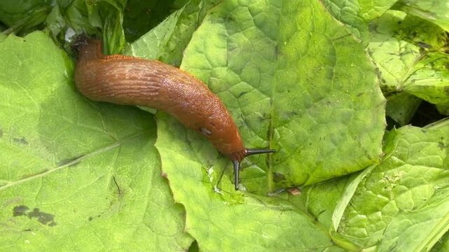 Brown garden slug on leaf: crop pest danger or macro agriculture footage