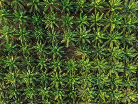 Aerial view of an oil palm plantation with rows of green palm trees in Anggana, East Kalimantan, Indonesia.
