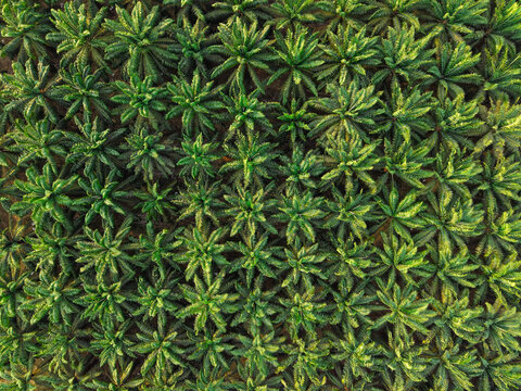 Aerial view of oil palm plantation with rows of lush green trees forming a geometric pattern in Anggana, East Kalimantan, Indonesia.