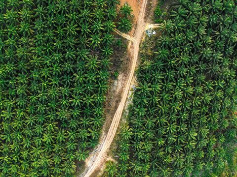 Aerial view of an oil palm plantation with rows of trees and a dirt path cutting through the landscape in Anggana, East Kalimantan, Indonesia.