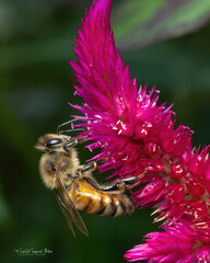 Macro of Western honey bee on cockscomb with green background © MICKEY