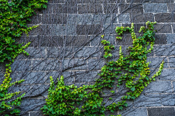 Ivy vines growing on a gray stone wall © Piotr