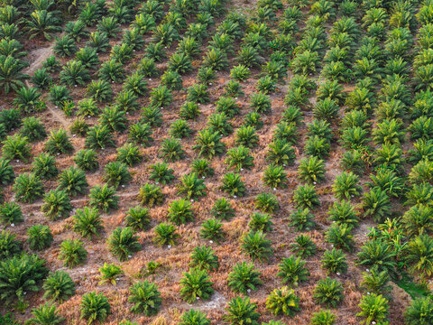 Aerial view of an oil palm plantation with rows of young trees and dry soil in Anggana, East Kalimantan, Indonesia.