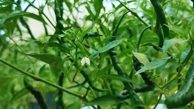 Long Curved Green Chili Peppers Hanging on Lush Plant in Garden