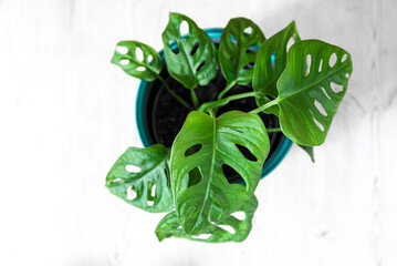 Monstera deliciosa baby small indoor plant. Rhaphidophora tetrasperma (Monstera Minima, Philodendron Minima) in blue ceramic pot on white table. Modern tropical houseplant. Indoorplant care concept.  © malija
