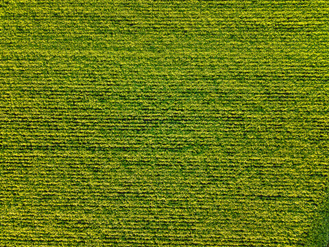 Aerial view of lush green agricultural plantations in the countryside of Constanza, La Vega Province, Dominican Republic.