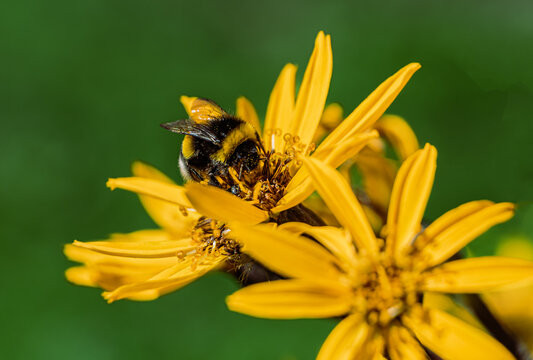 Bumblebee gathering pollen on bright yellow Senecio flower macro