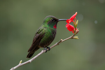 Fototapeta premium Ruby-throated hummingbird perched on a branch beside a red blossom