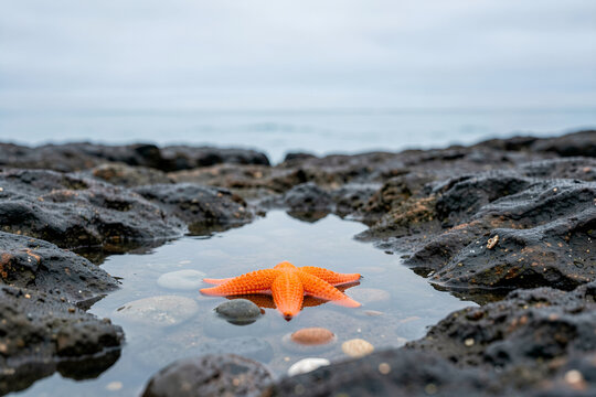 Clear tide pool with orange sea star among smooth stones at rocky shoreline