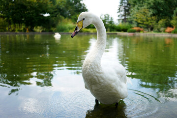 swan on the lake © Ahmed J.R