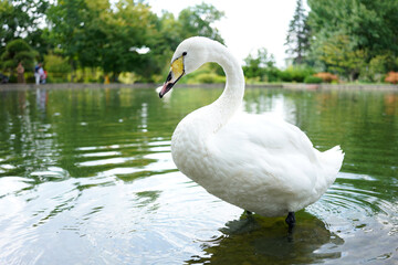 swan on the lake © Ahmed J.R