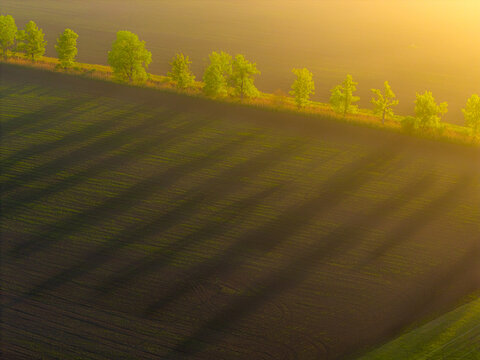 Aerial view of a row of trees casting long shadows across a cultivated field during golden hour in Kyjov, South Moravian Region, Czechia.