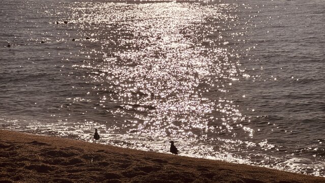 Seagulls silhouettes on beach shoreline with sunlit sea