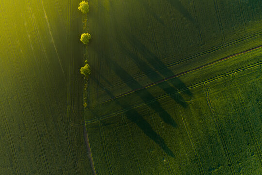 Aerial view of lush green agricultural fields with a row of trees casting long shadows during the golden hour in Kyjov, South Moravian Region, Czechia.