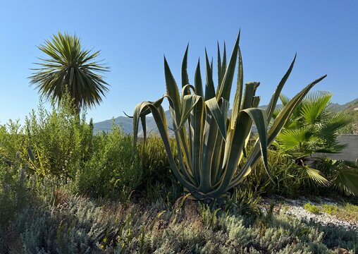 A large Variegated Century Plant (Agave americana variegata) surrounded by lush garden greenery and palm trees under a clear blue sky on a bright sunny day.
