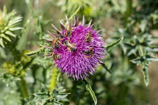 Wild bees on purple nodding thistle (Carduus nutans) flower