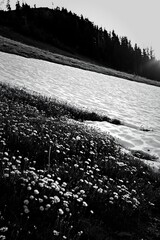 Obraz premium Snowy meadow with flowers in foothills during sunset