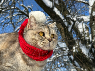 Funny cat sits on snowy tree © OLENA LIALINA