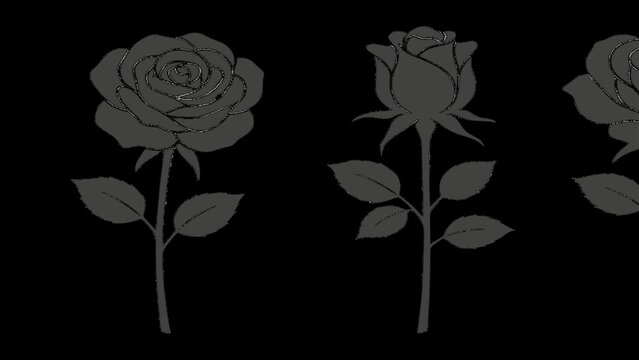 A row of three dark grey rose with stems and leaves arranged horizontally on a solid black background, for use