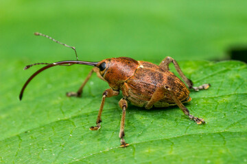 Acorn weevil Curculio glandium macro on leaf signals serious crop pest threat and forestry risk © AlMacro