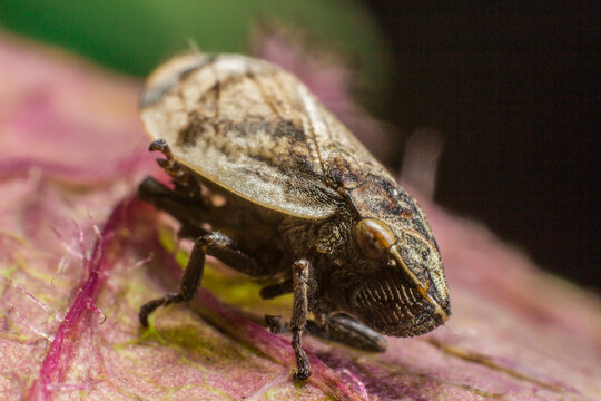 Lepyronia coleoptrata meadow froghopper on leaf or agricultural pest threatening crop yields