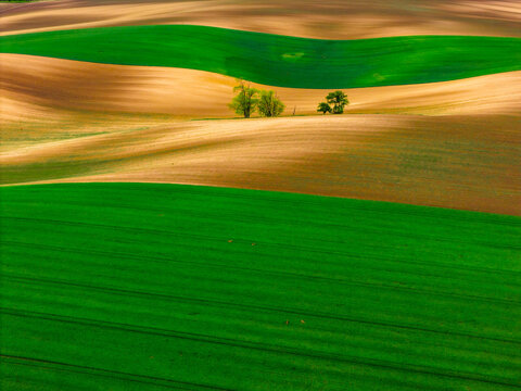 Aerial view of rolling agricultural fields with vibrant green and brown patterns and small clusters of trees in Cejkovice, South Moravian Region, Czechia.