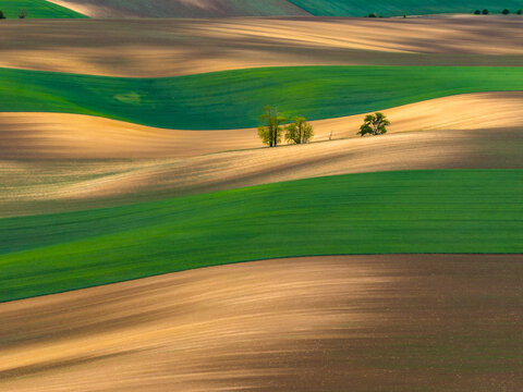 Aerial view of rolling agricultural fields with alternating green and brown patterns and small clusters of trees in Cejkovice, South Moravian Region, Czechia.