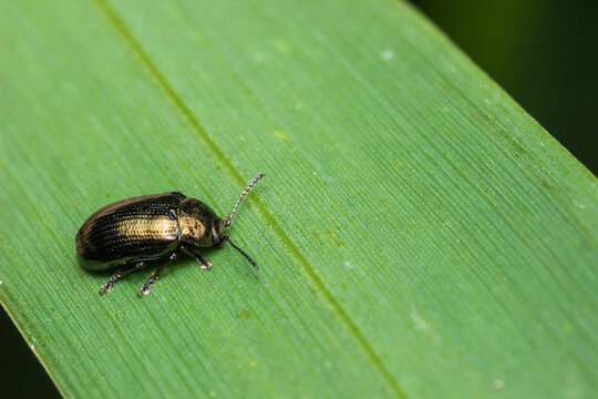 Common flea beetle Chaetocnema concinna on leaf, beet crop pest and agricultural threat