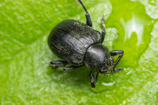 Black leaf beetle Bromius obscurus on green leaf: agricultural pest damaging crops and threatening harvests