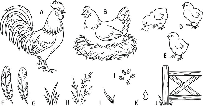 Vintage hand drawn vector illustration set of chicken family including rooster hen on nest and cute chicks isolated on white background