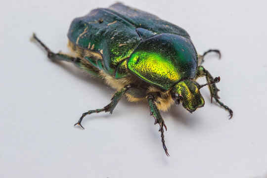 Metallic Green Rose Chafer Protaetia affinis, Crop-Damaging Scarab Beetle