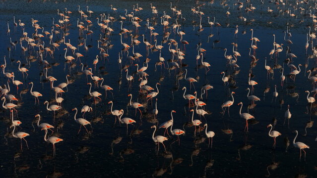 Aerial view of a large flock of flamingos wading in the shallow waters of Duden Lake, with their pink plumage reflecting on the dark surface in Kulu, Konya, Turkiye.