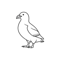 Obraz premium Puffin bird outline line art drawing showing a cute sea parrot standing isolated on a clean white background.