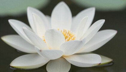 Fototapeta premium Pure White Lotus Flower in Full Open Bloom With Golden Stamens Floating on Dark Water — AI Generated Photo