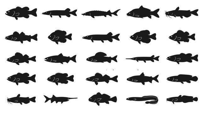 Set of black silhouettes of different freshwater fish species including bass pike and catfish for fishing charts