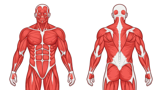 Detailed anatomical diagram of the human male muscular system showing both front and back views with clear muscle groups like abdominals, pectorals, and deltoids on a white background.