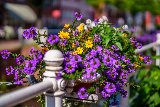 Buxtehude, Germany. Flowers at the canal Fleth.
