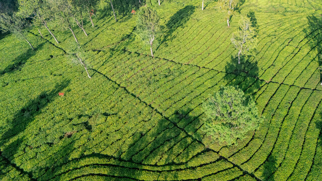 Aerial view of lush green tea plantation rows with scattered trees casting long shadows in the morning light in Sukabumi, West Java, Indonesia.