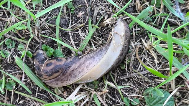 A great slug is crawling across the lawn in the garden. The great slug or the great leopard slug is a terrestrial gastropod mollusk of the order pulmonary snails of the family Limacidae.