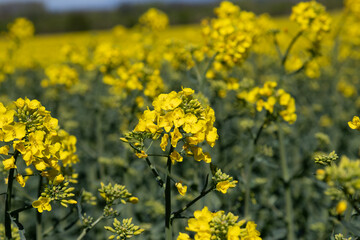 Fototapeta premium Bright yellow canola flowers blooming in a rapeseed field on a sunny spring day