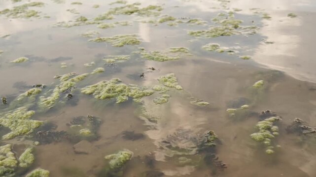 Murky Shallow Water with Green Algae Bloom and Gentle Ripples Reflection 4K Loopable Video