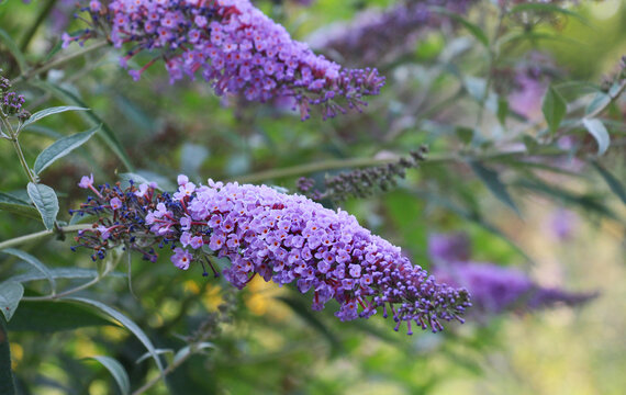 Butterfly-bush (Buddleja Davidii) is blooming in the garden