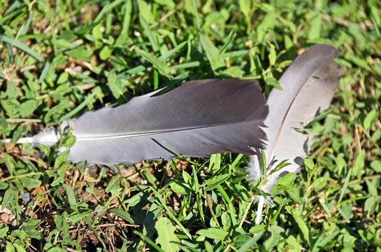 Plucked pigeon feathers on grass