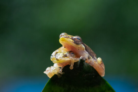 Small Tree Frogs (Rhacophoridae) mating on a green leaf