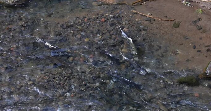 Spawning salmon in a shallow creek in Oregon.